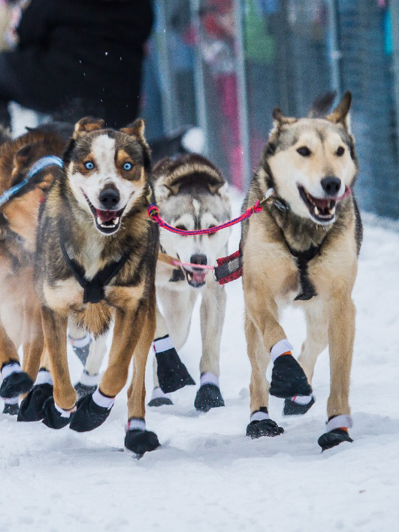 Dog Mushing, Fairbanks, AK